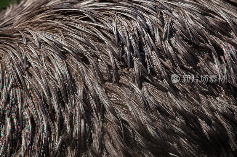 鸸鹋(Dromaius novaehollandiae)。羽毛纹理。